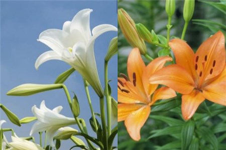 百合和薰衣草哪個(gè)好聞，五種好聞的香水你喜歡哪一種