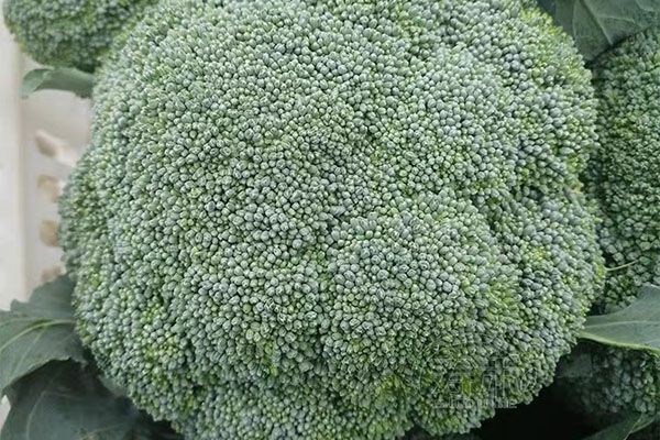 秋季長(zhǎng)皮疹吃什么好 哪些食物類(lèi)型要避免