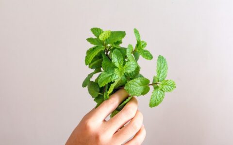 薄荷對(duì)皮膚有什么作用，薄荷對(duì)護(hù)膚有效果嗎
